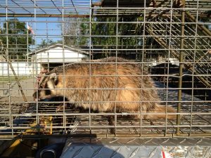 Animal Removal and Trapping