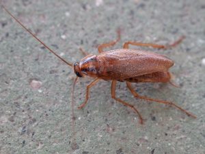  Common Pest Identification German Cockroach