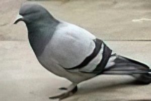 Flying Pests Pigeon