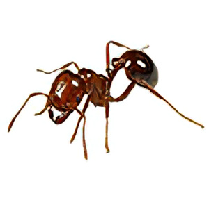 RED IMPORTED FIRE ANT