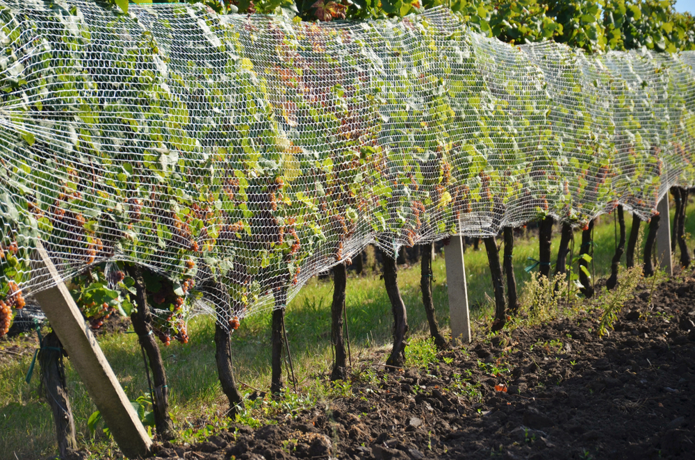 bird netting on grape vines