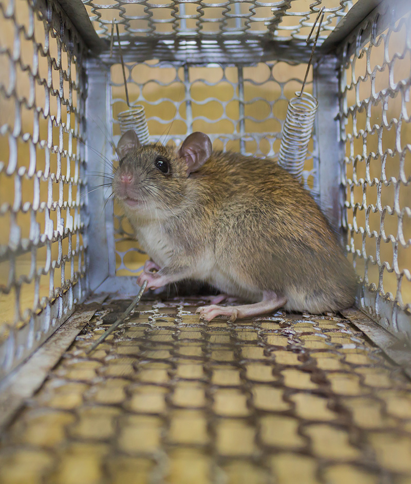 mouse-in-trap-benchmark-pest-control-bakersfield