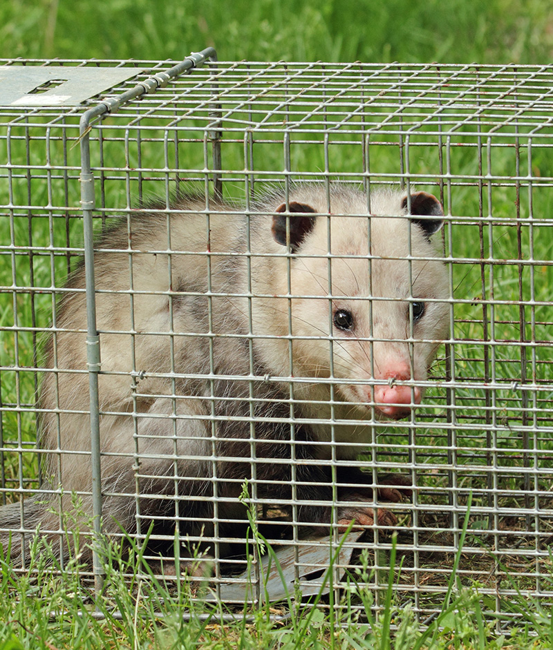 oppossum-trap-removal-benchmark-pest-control-bakersfield