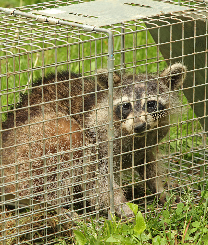 humane pest and rodent removal raccoon